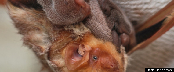 Eastern Red Bat