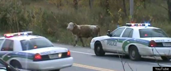 Cows