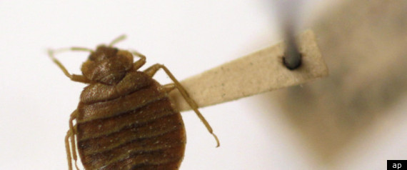 Bedbugs