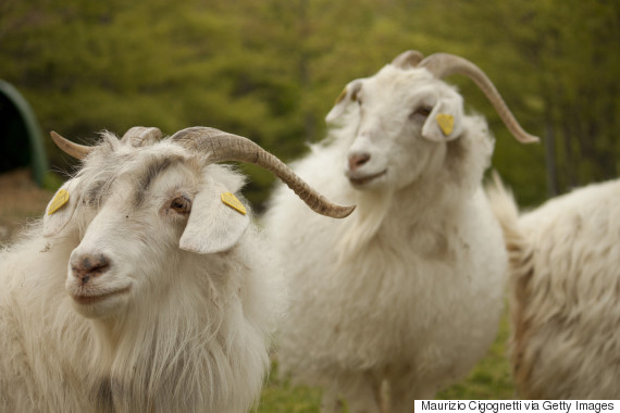 cashmere goats
