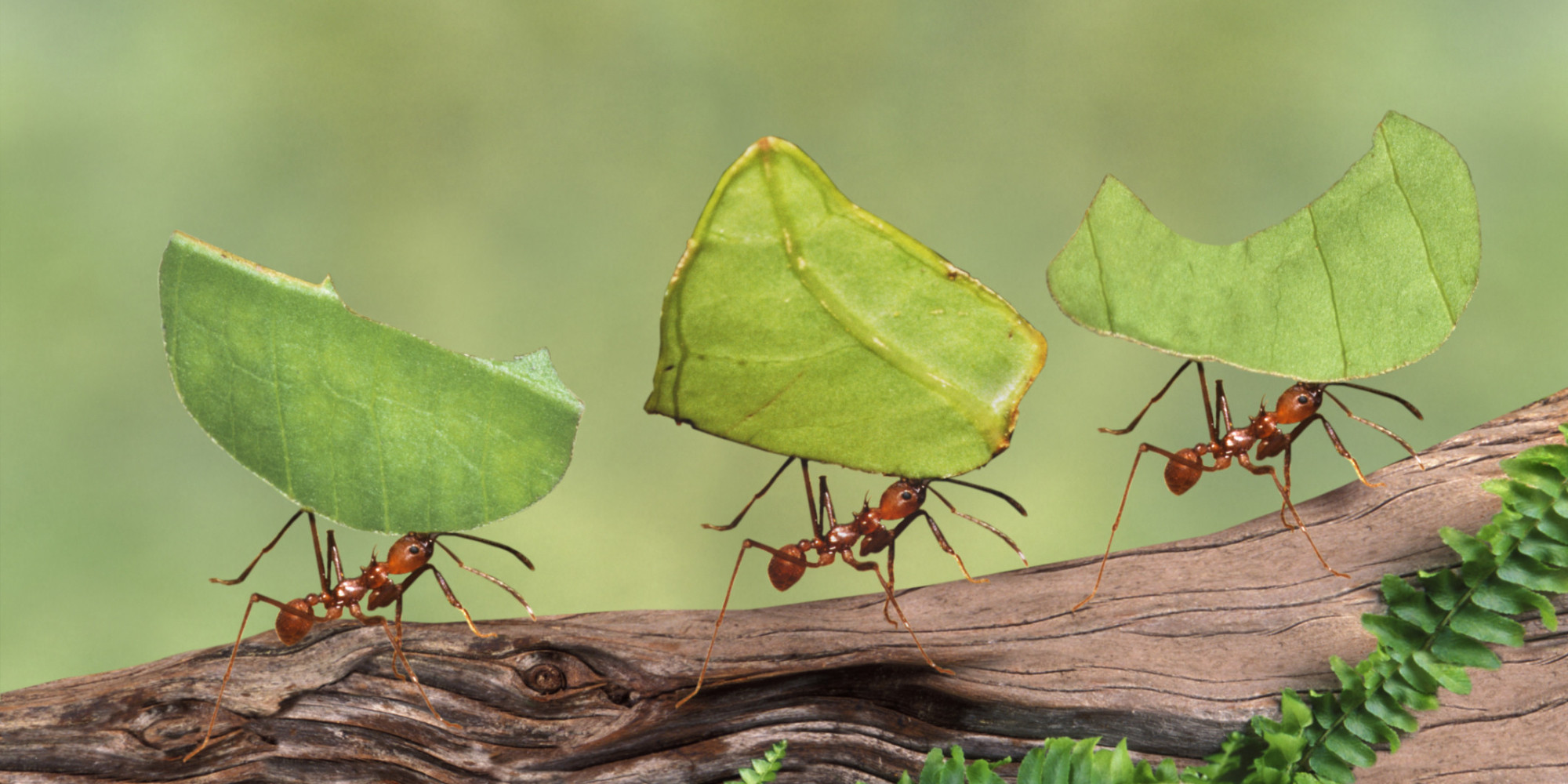 Two Lessons We Can Learn From Ant Colonies | HuffPost