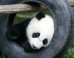 pandas