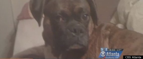Dog Saves Owner From Fire