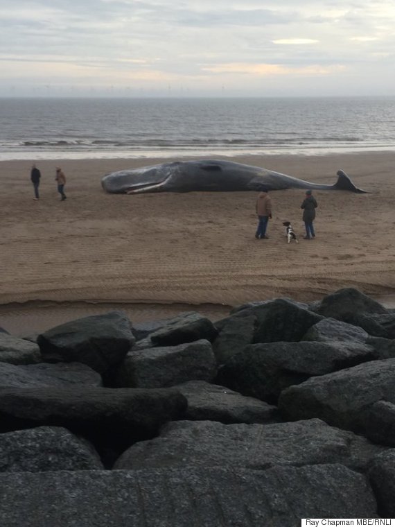sperm whale