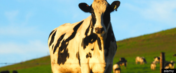 Cows