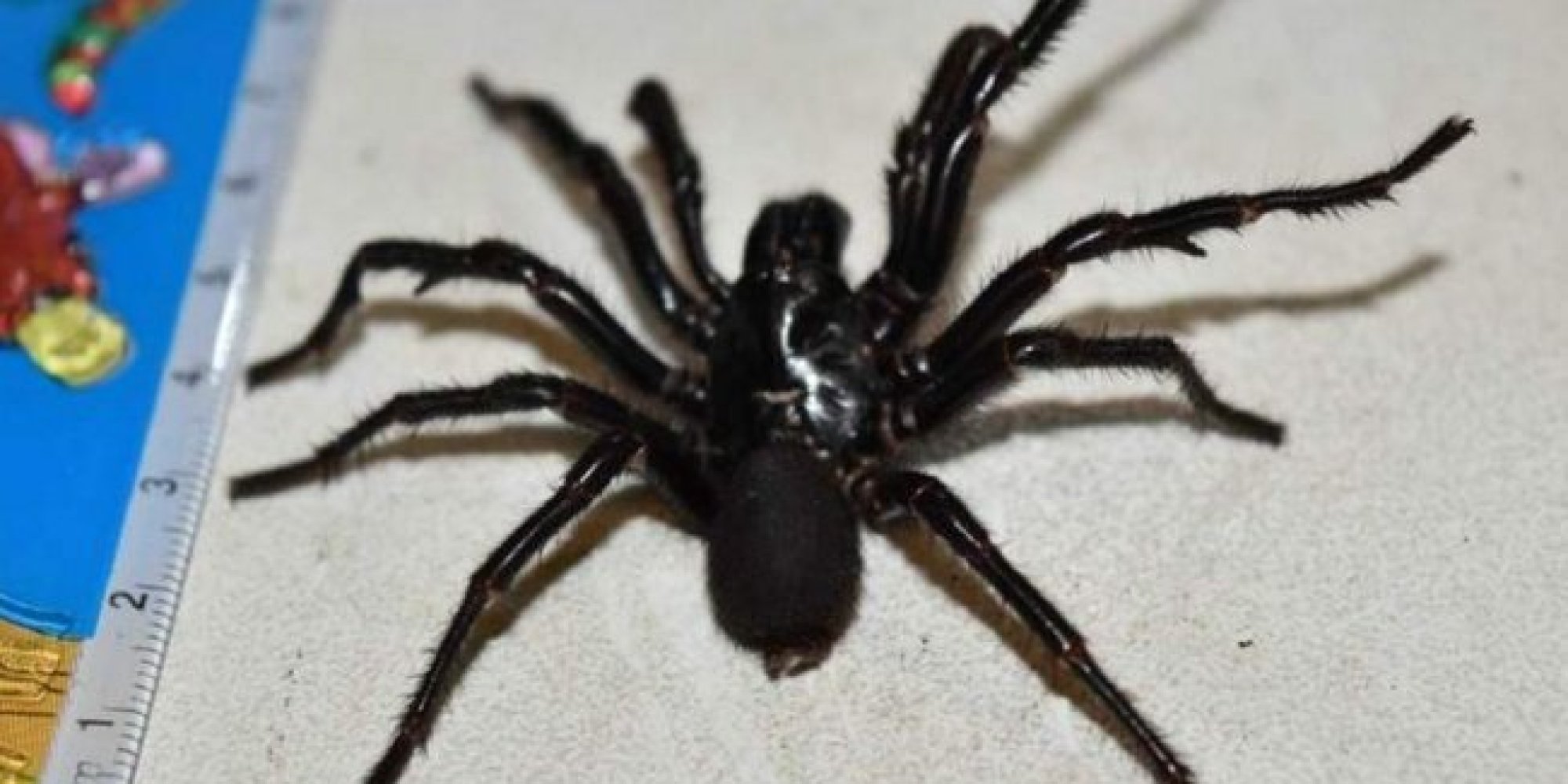 How Much Do Funnel Web Spiders Weigh