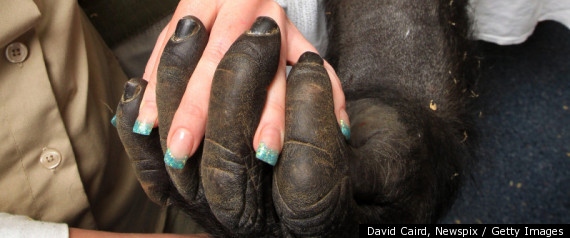 Gorilla