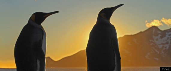 Frozen Planet