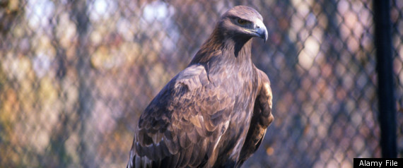 Baldeagleshot