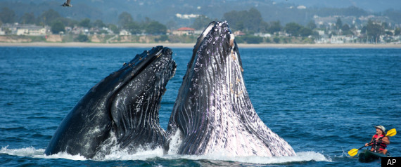Santa Cruz Humpback Whales