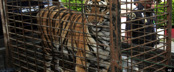 Truck Stop Tiger