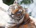 tigers