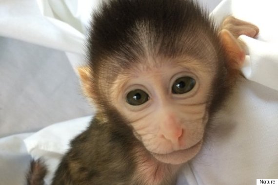 autistic monkeys