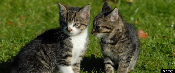 Cats