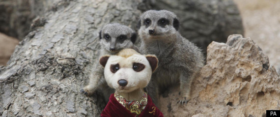 Meerkat