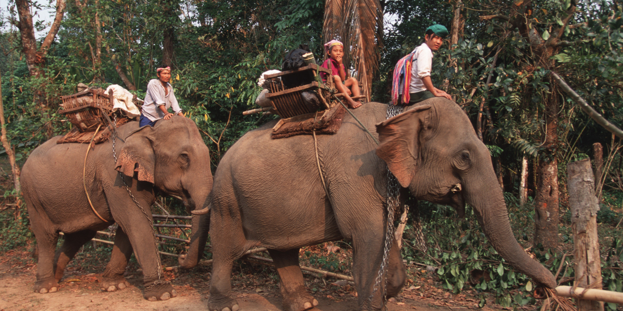 Elephant Ride Tourist Death In Thailand Prompts Call From World Animal Protection To Cease