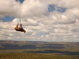 Rhino being airlifted