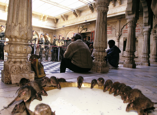 rat temple india