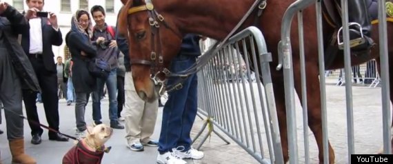 French Bulldog And Nypd Horse
