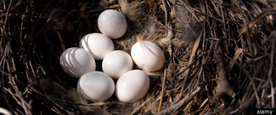 Nest
