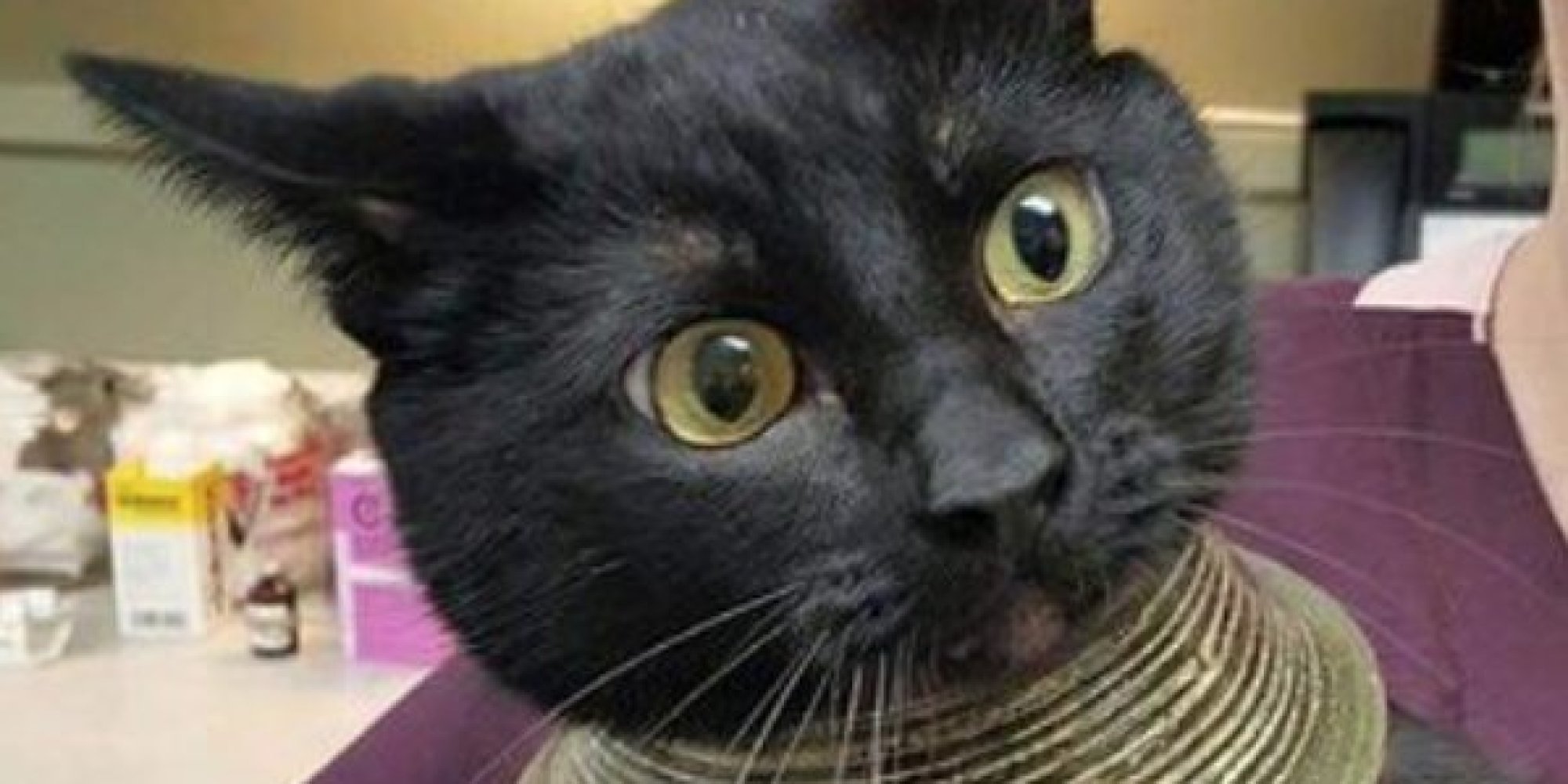 This Unfortunate Cat Got Its Head Stuck In A 'Necklace' HuffPost UK