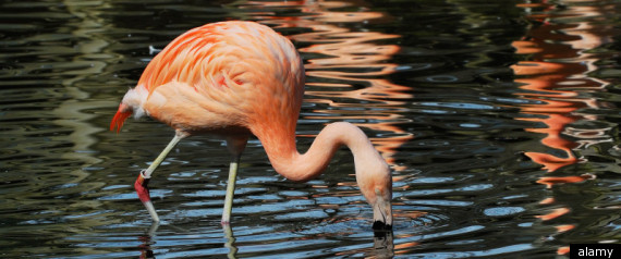 Pink Flamingo