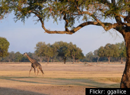 To See the Animals: Our Safari to Tanzania, Part 4