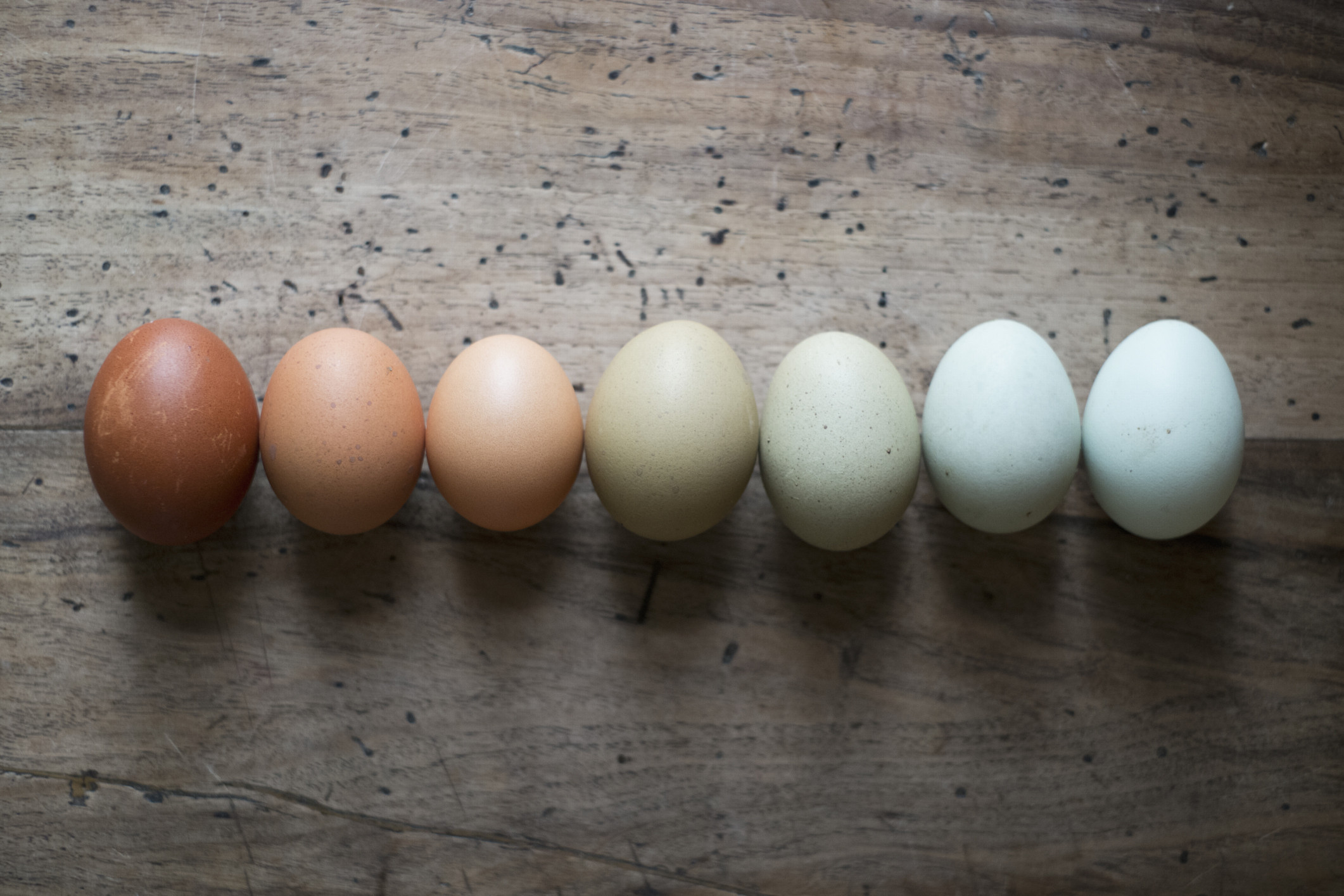 eggs