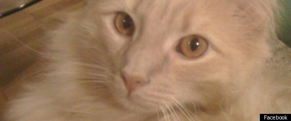 Jack The Cat Dies