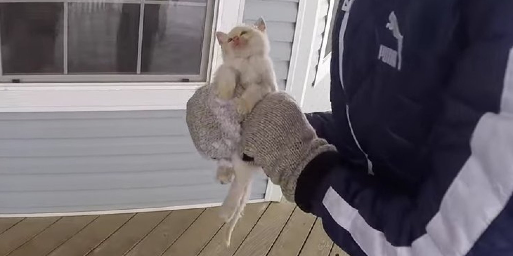 추위에 얼어붙은 길고양이를 살려낸 사람들(동영상)