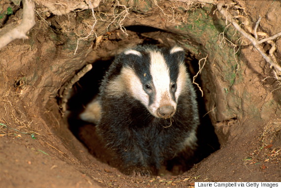 badger