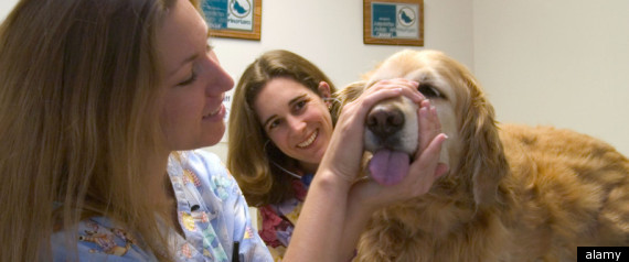 Pet Health Cost