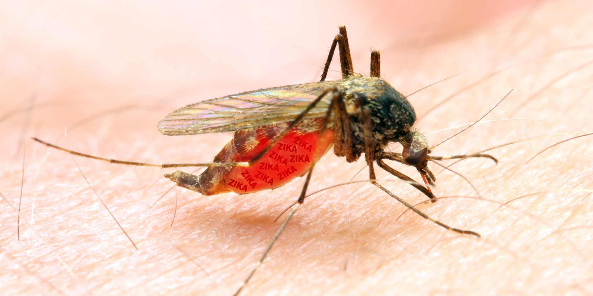 the-zika-virus-and-you-huffpost