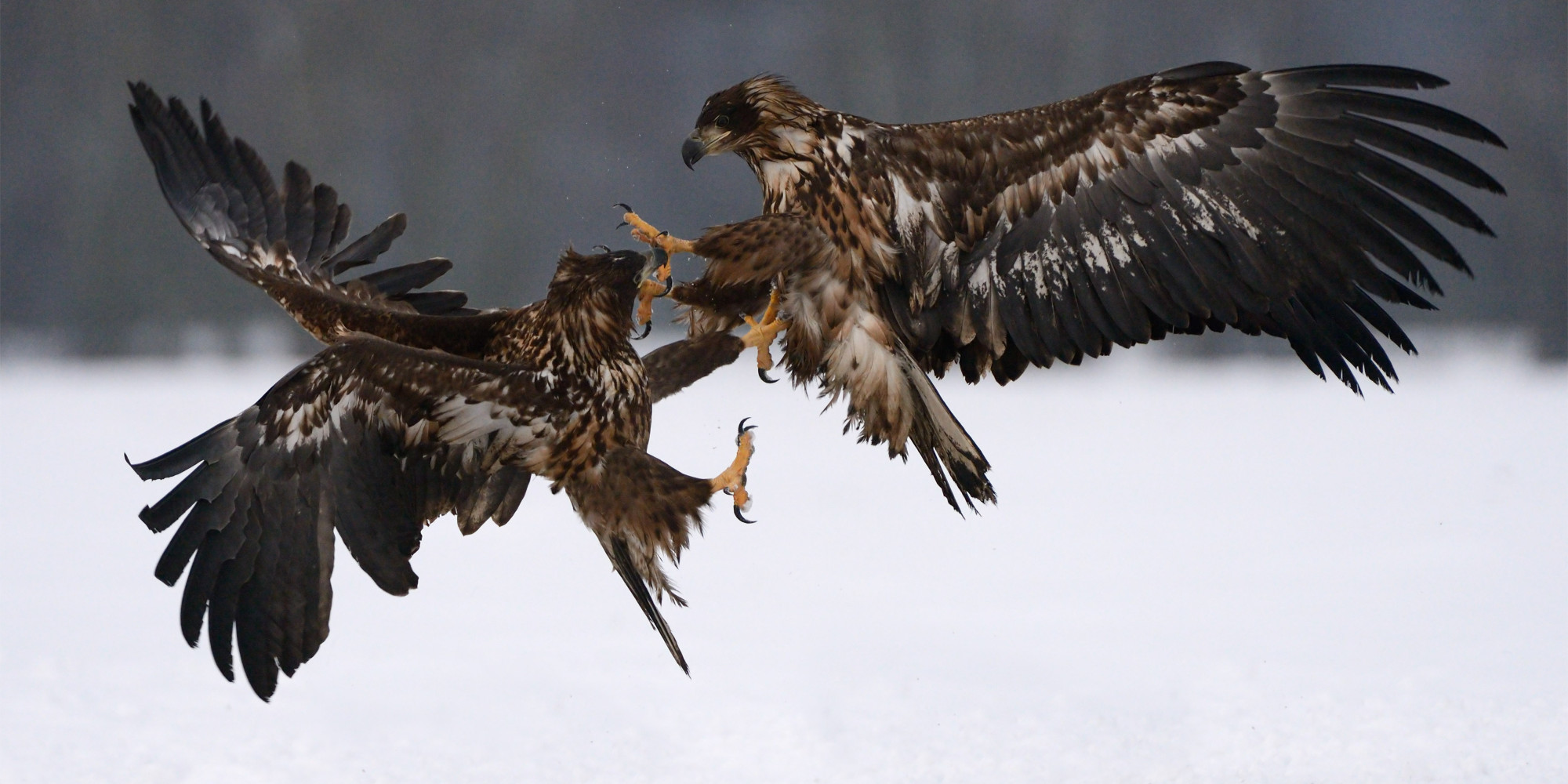 Photographer Captures Incredible Pictures Of Eagles In Epic 'KungFu