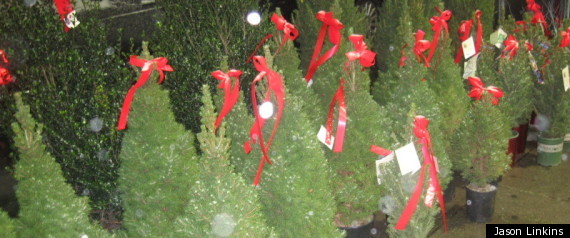 Christmas Trees