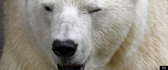Polar Bear