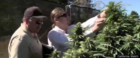 Mendocino County Marijuana