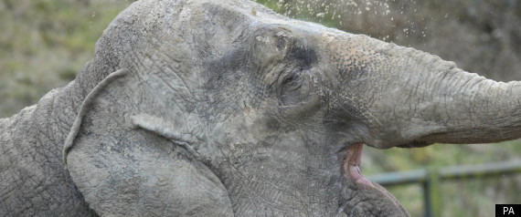 Anne Elephant