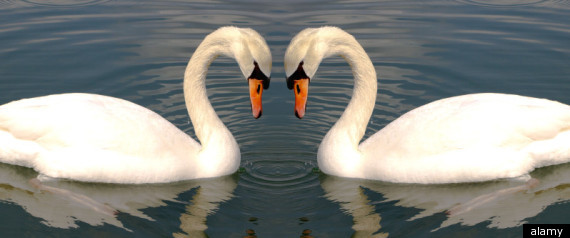 Is Monogamy Natural