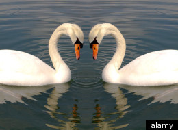 Is Monogamy Natural?