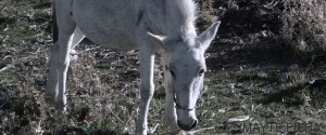 burro itaca