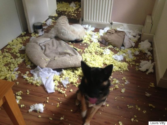 dog shredded pillow