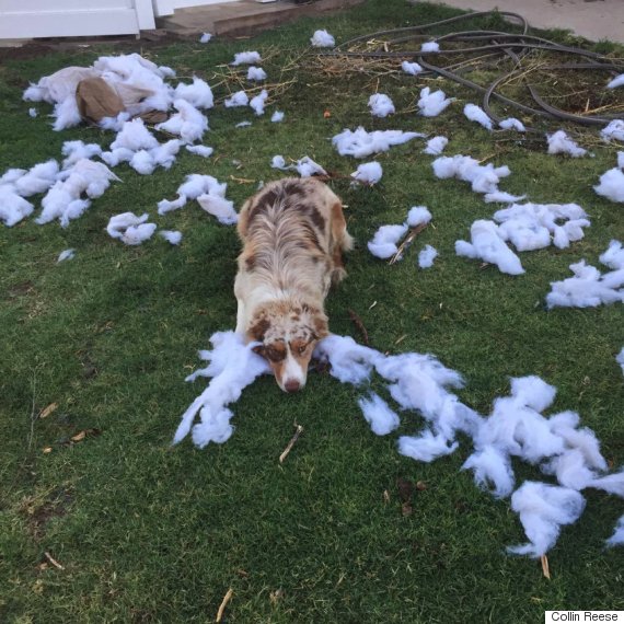 dog shredded pillow outside