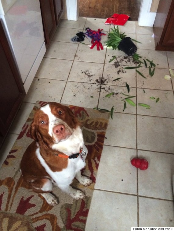dog overturned plant