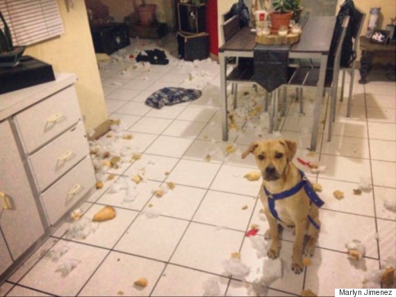 dog made mess in kitchen