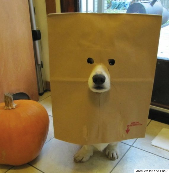 dog in grocery bag