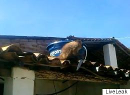 Monkey Walks Into Bar, Drinks Rum, Steals Knife, Attacks Patrons