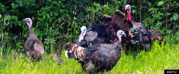 Wild Turkeys Staten Island