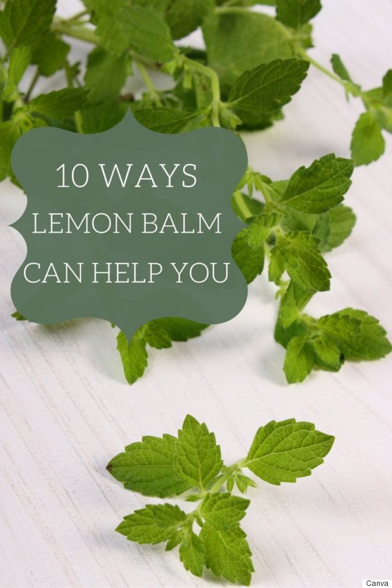 What Is Lemon Balm