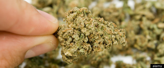 Marijuana Lax Bust